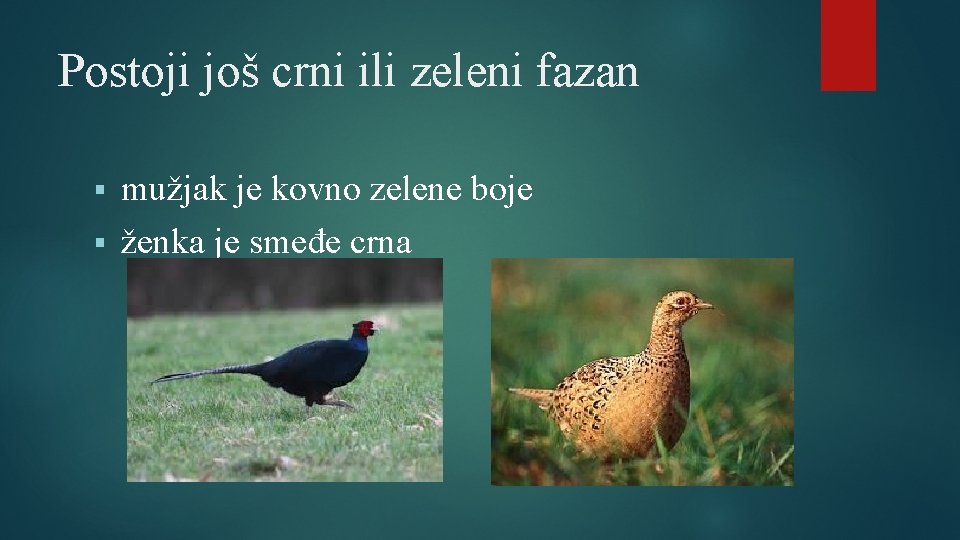 Postoji još crni ili zeleni fazan mužjak je kovno zelene boje § ženka je