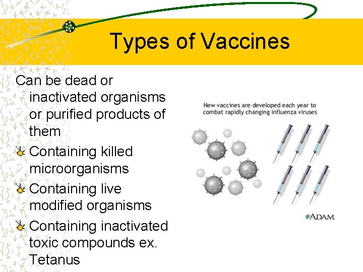Types of Vaccines Can be dead or inactivated organisms or purified products of them