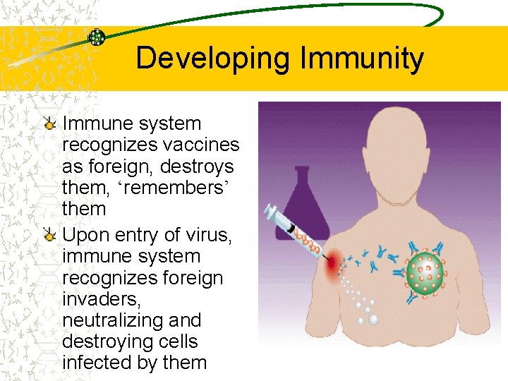 Developing Immunity Immune system recognizes vaccines as foreign, destroys them, ‘remembers’ them Upon entry