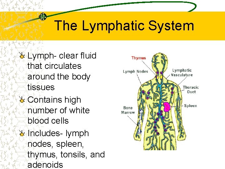 The Lymphatic System Lymph- clear fluid that circulates around the body tissues Contains high