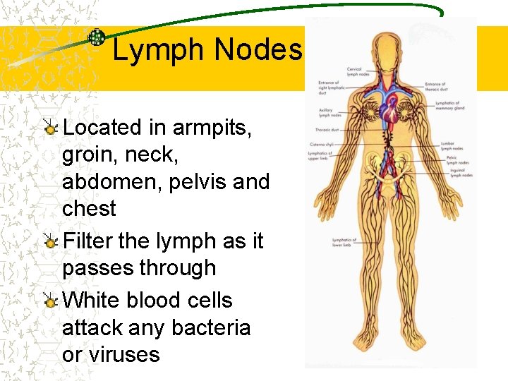 Lymph Nodes Located in armpits, groin, neck, abdomen, pelvis and chest Filter the lymph