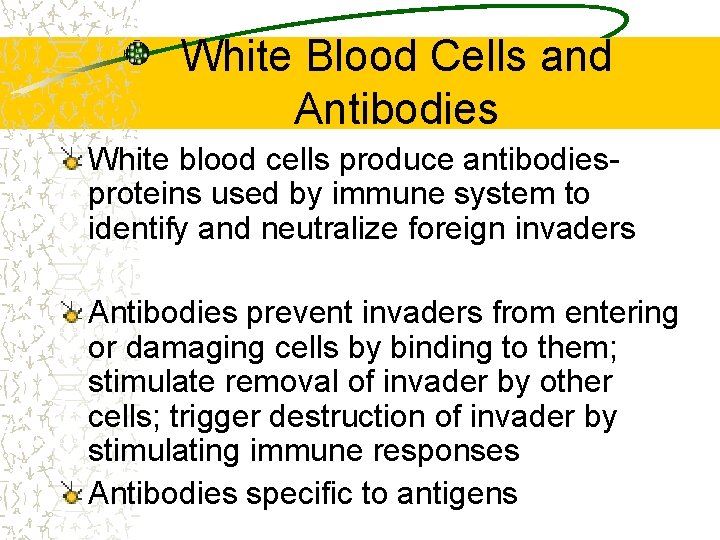 White Blood Cells and Antibodies White blood cells produce antibodiesproteins used by immune system
