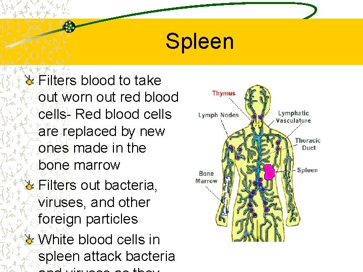Spleen Filters blood to take out worn out red blood cells- Red blood cells