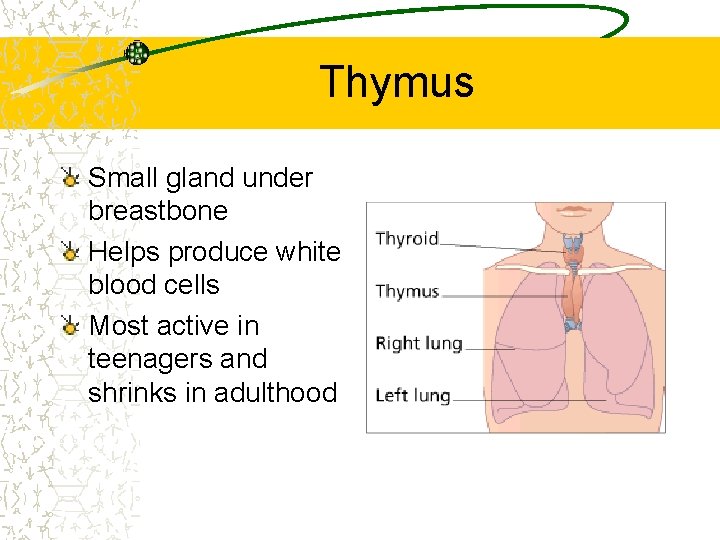 Thymus Small gland under breastbone Helps produce white blood cells Most active in teenagers