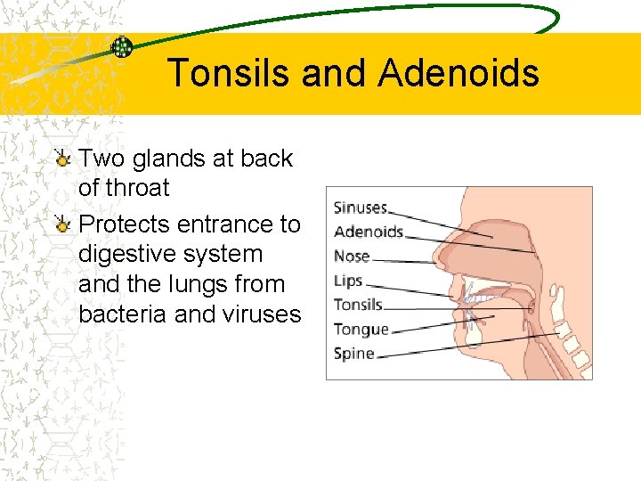 Tonsils and Adenoids Two glands at back of throat Protects entrance to digestive system