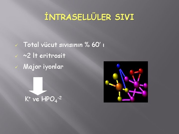 İNTRASELLÜLER SIVI ü Total vücut sıvısının % 60’ ı ü ~2 lt eritrosit ü