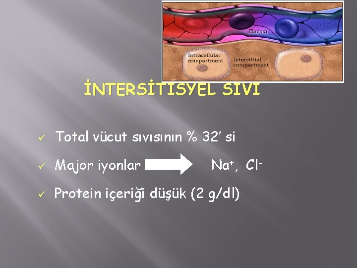 İNTERSİTİSYEL SIVI ü Total vücut sıvısının % 32’ si ü Major iyonlar ü Protein