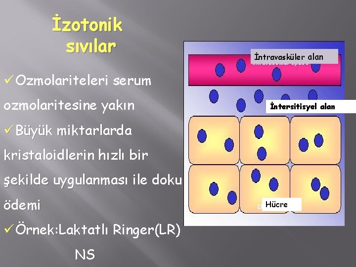 İzotonik sıvılar İntravasküler alan üOzmolariteleri serum ozmolaritesine yakın İntersitisyel alan üBüyük miktarlarda kristaloidlerin hızlı