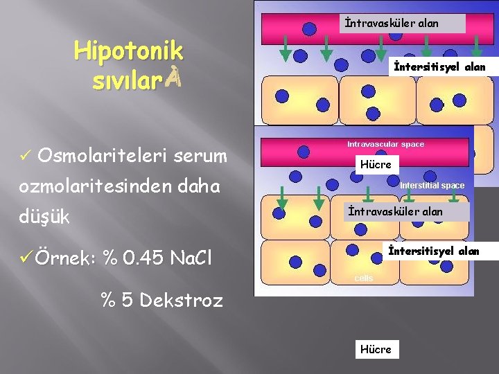 İntravasküler alan Hipotonik sıvılar ü Osmolariteleri serum ozmolaritesinden daha düşük İntersitisyel alan Hücre İntravasküler