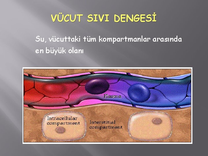 VÜCUT SIVI DENGESİ Su, vücuttaki tüm kompartmanlar arasında en büyük olanı 