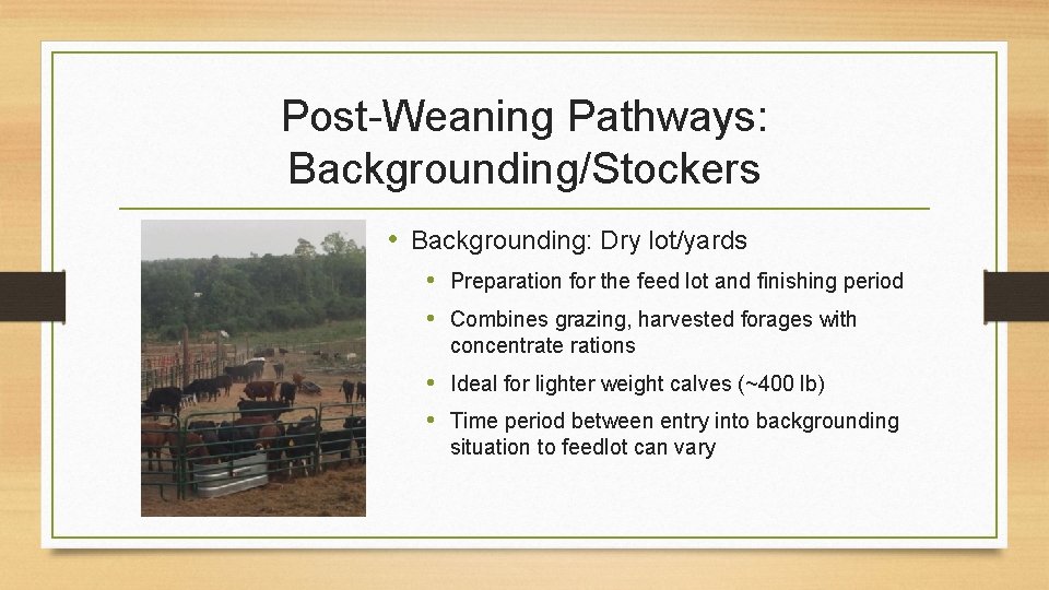 Post-Weaning Pathways: Backgrounding/Stockers • Backgrounding: Dry lot/yards • Preparation for the feed lot and