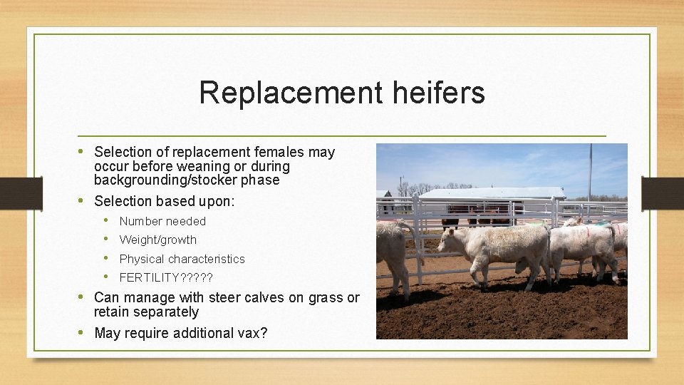Replacement heifers • Selection of replacement females may occur before weaning or during backgrounding/stocker