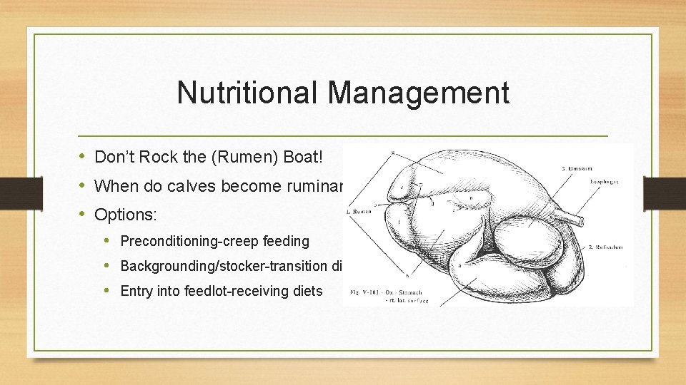 Nutritional Management • Don’t Rock the (Rumen) Boat! • When do calves become ruminants?