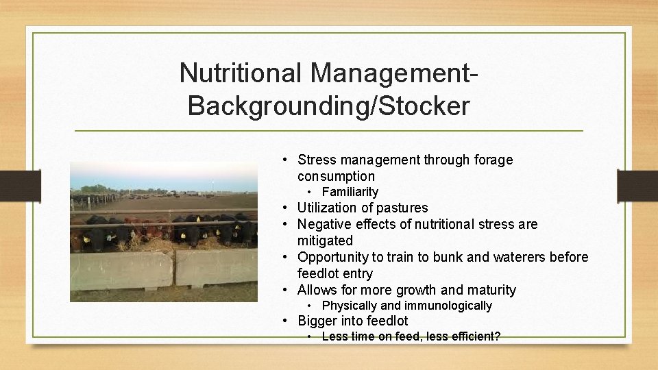 Nutritional Management. Backgrounding/Stocker • Stress management through forage consumption • Familiarity • Utilization of