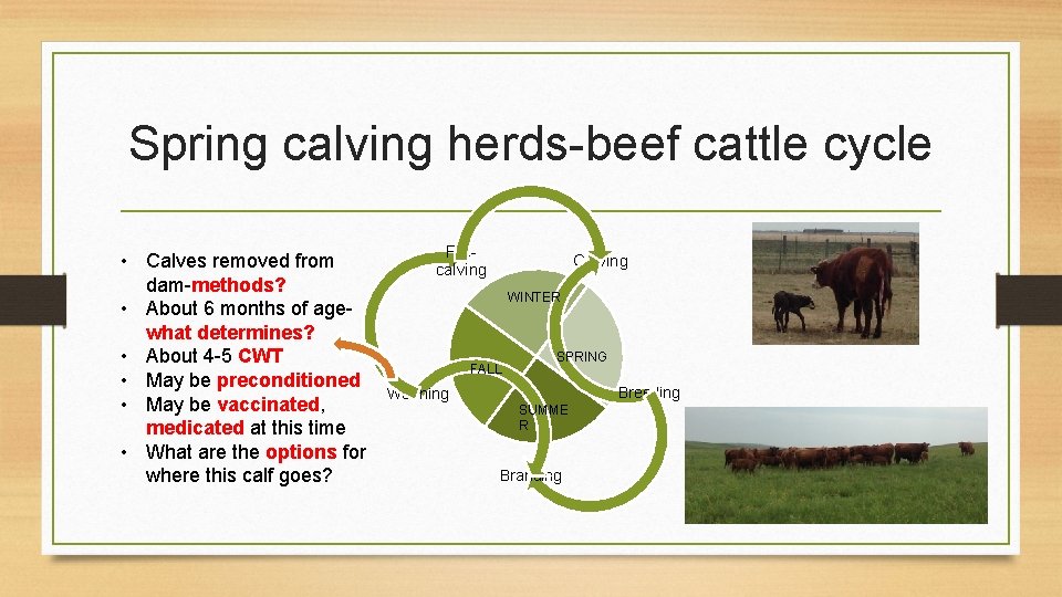 Spring calving herds-beef cattle cycle • Calves removed from dam-methods? • About 6 months