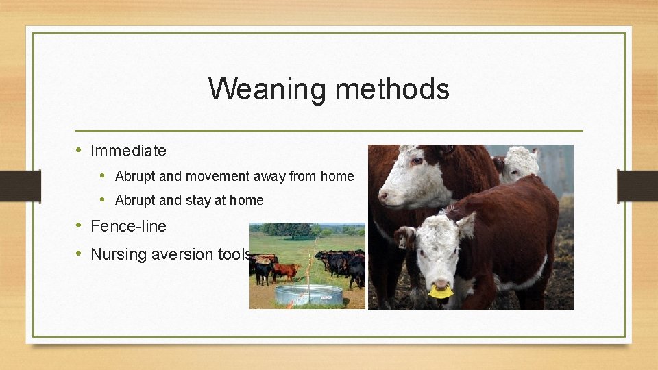 Weaning methods • Immediate • Abrupt and movement away from home • Abrupt and