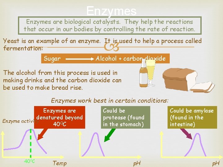 Enzymes are biological catalysts. They help the reactions that occur in our bodies by