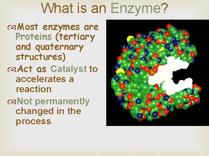 What is an Enzyme? Most enzymes are Proteins (tertiary and quaternary structures) Act as