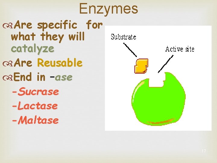 Enzymes Are specific for what they will catalyze Are Reusable End in –ase -Sucrase
