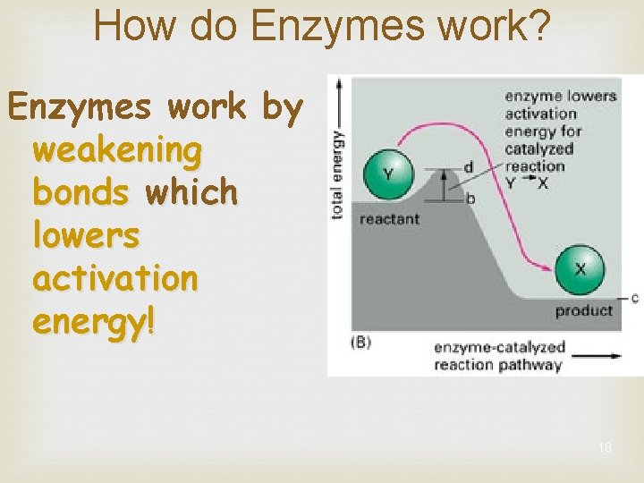 How do Enzymes work? Enzymes work by weakening bonds which lowers activation energy! 18