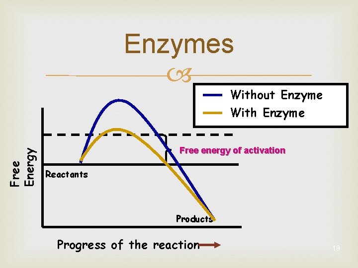 Enzymes Free Energy Without Enzyme With Enzyme Free energy of activation Reactants Products Progress