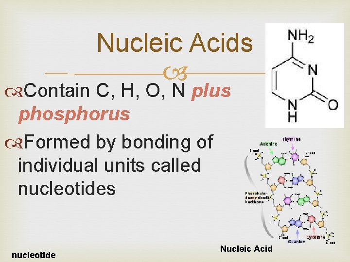 Nucleic Acids Contain C, H, O, N plus phosphorus Formed by bonding of individual