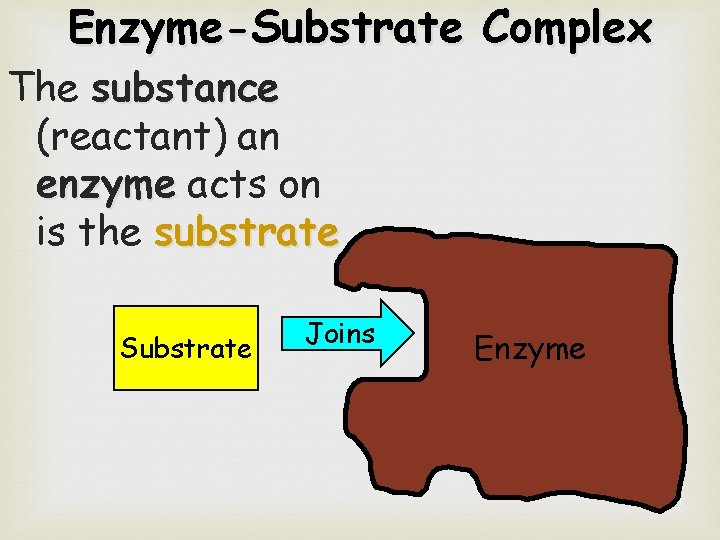 Enzyme-Substrate Complex The substance (reactant) an enzyme acts on is the substrate Substrate Joins