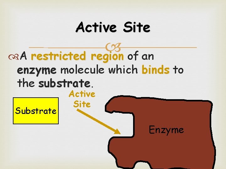 Active Site A restricted region of an restricted region enzyme molecule which binds to