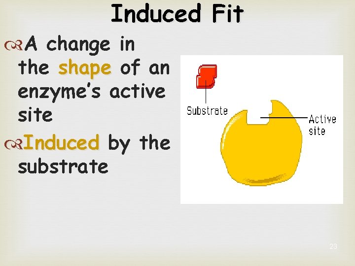 Induced Fit A change in the shape of an enzyme’s active site Induced by