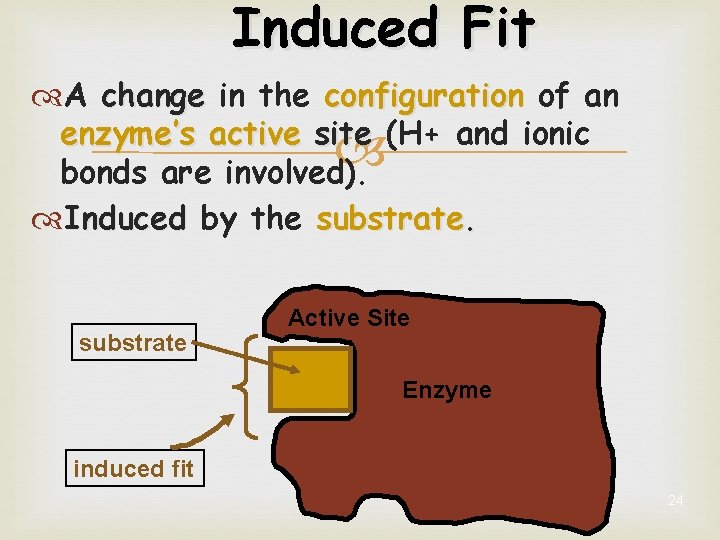 Induced Fit A change in the configuration of an enzyme’s active site (H+ and