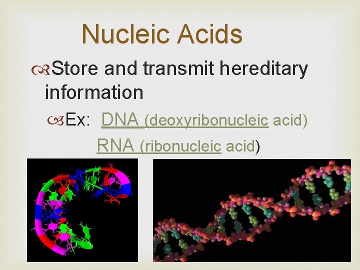 Nucleic Acids Store and transmit hereditary information Ex: DNA (deoxyribonucleic acid) RNA (ribonucleic acid)