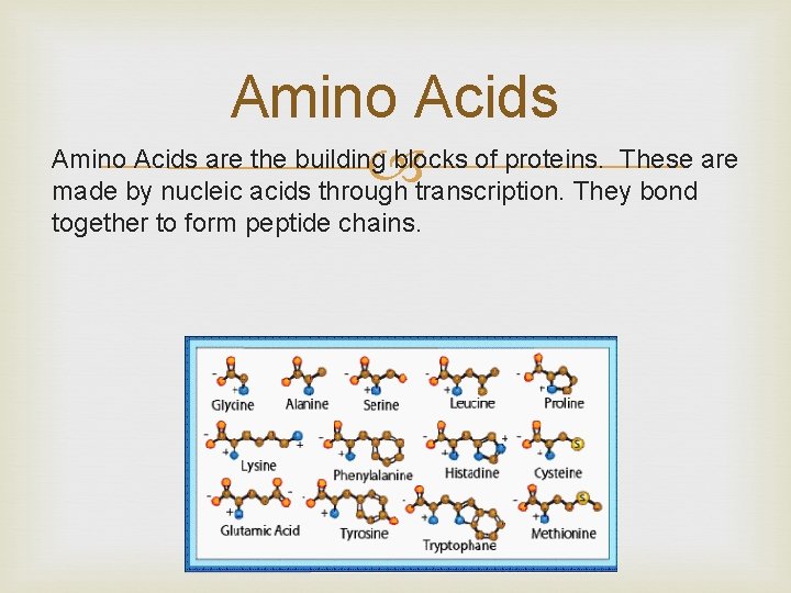 Amino Acids are the building blocks of proteins. These are made by nucleic acids