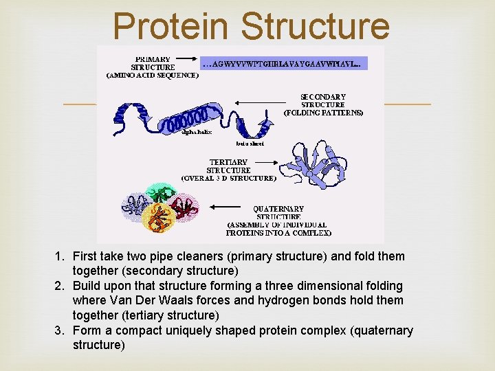 Protein Structure 1. First take two pipe cleaners (primary structure) and fold them together