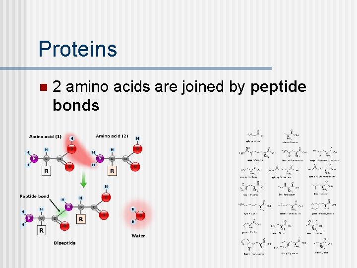 Proteins n 2 amino acids are joined by peptide bonds 