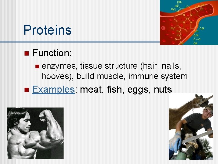 Proteins n Function: n n enzymes, tissue structure (hair, nails, hooves), build muscle, immune