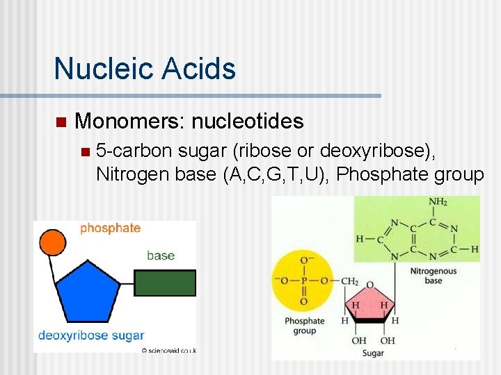 Nucleic Acids n Monomers: nucleotides n 5 -carbon sugar (ribose or deoxyribose), Nitrogen base