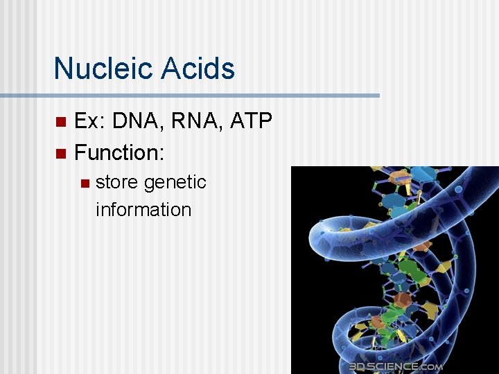 Nucleic Acids Ex: DNA, RNA, ATP n Function: n n store genetic information 