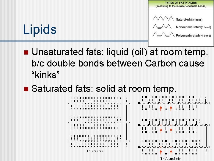 Lipids Unsaturated fats: liquid (oil) at room temp. b/c double bonds between Carbon cause