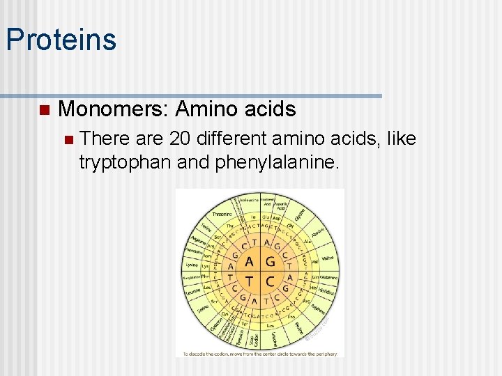 Proteins n Monomers: Amino acids n There are 20 different amino acids, like tryptophan