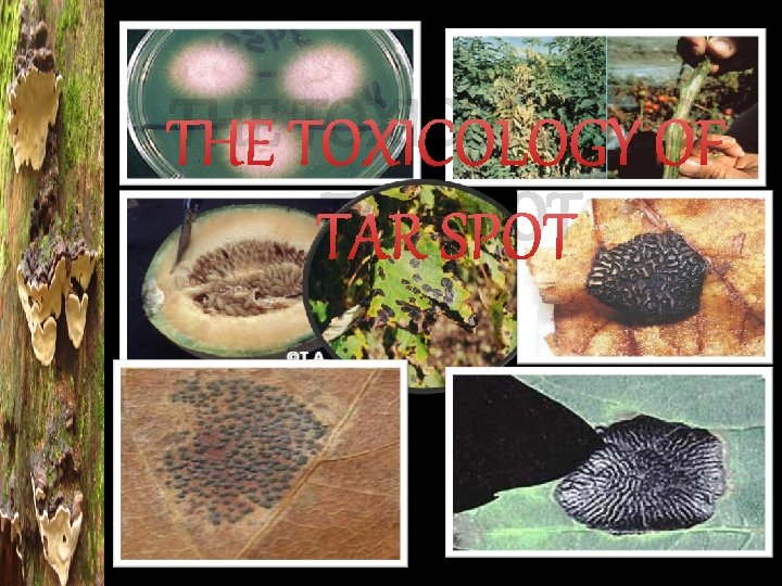 THE TOXICOLOGY OF TAR SPOT 