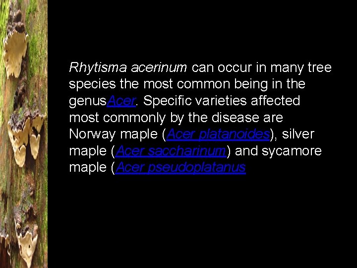 Rhytisma acerinum can occur in many tree species the most common being in the