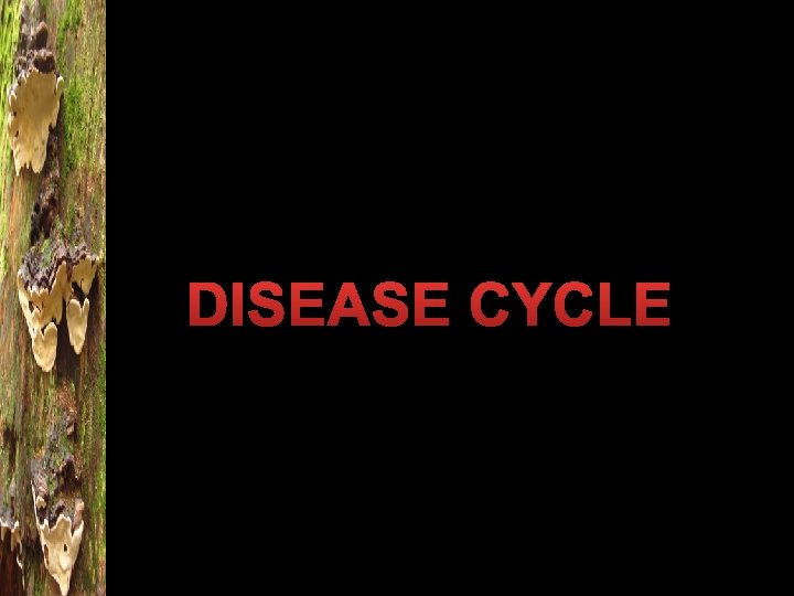 DISEASE CYCLE 