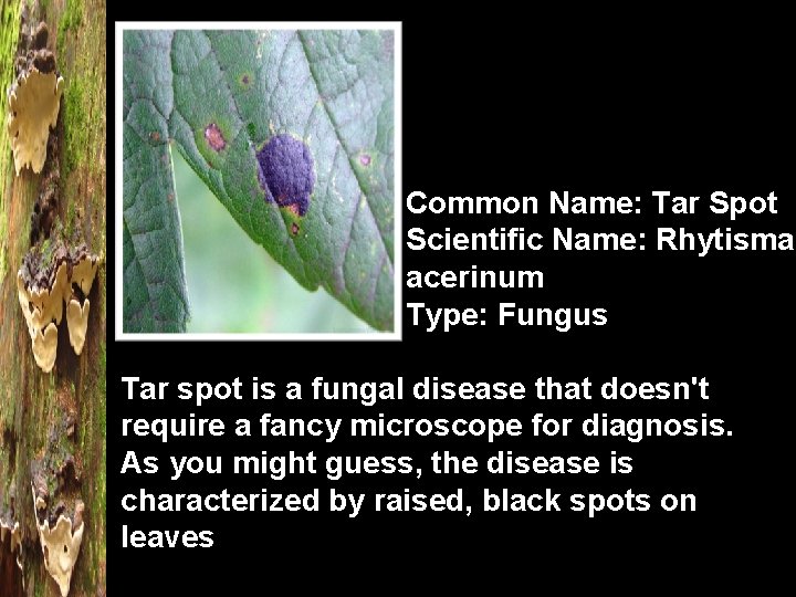 Common Name: Tar Spot Scientific Name: Rhytisma acerinum Type: Fungus Tar spot is a