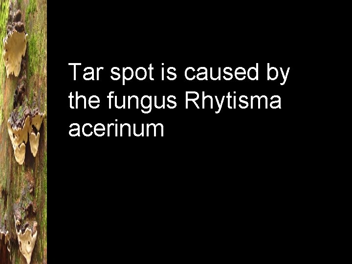 Tar spot is caused by the fungus Rhytisma acerinum 