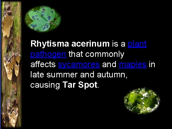 Rhytisma acerinum is a plant pathogen that commonly affects sycamores and maples in late