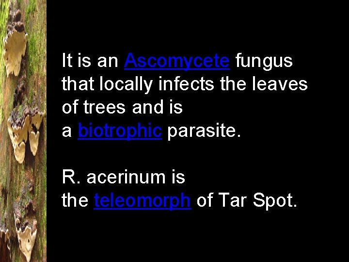 It is an Ascomycete fungus that locally infects the leaves of trees and is