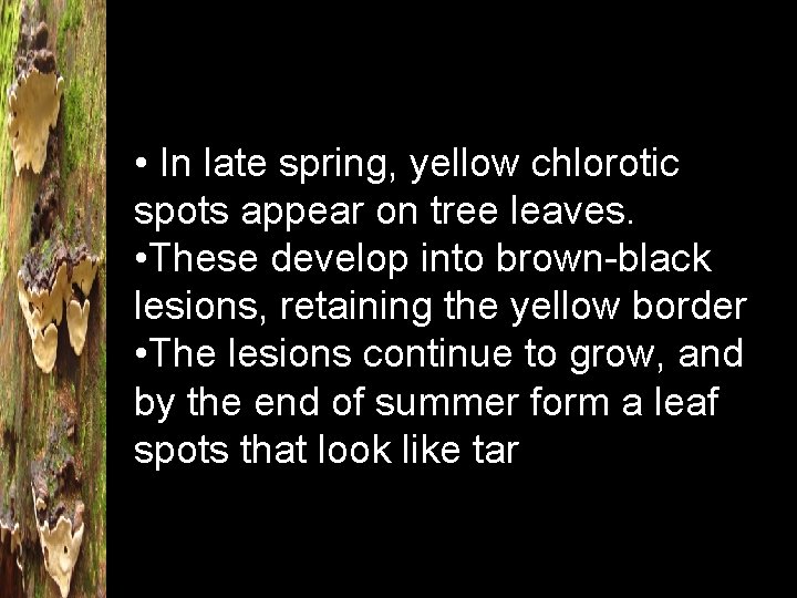  • In late spring, yellow chlorotic spots appear on tree leaves. • These