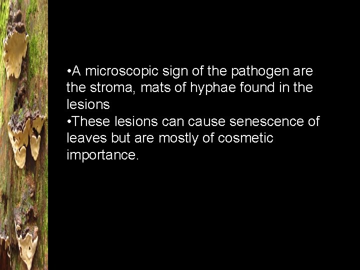  • A microscopic sign of the pathogen are the stroma, mats of hyphae