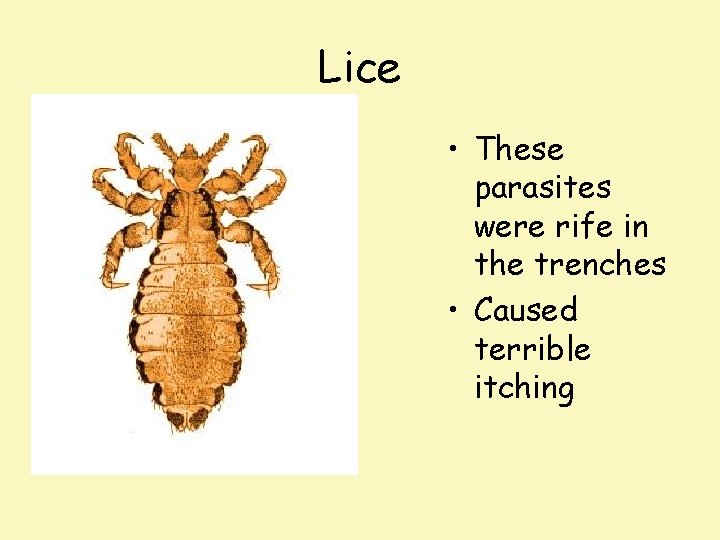 Lice • These parasites were rife in the trenches • Caused terrible itching 