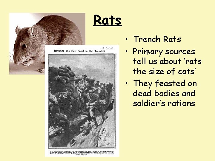 Rats • Trench Rats • Primary sources tell us about ‘rats the size of